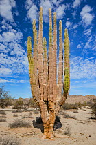 Mexican giant cardon cactus (Pachycereus pringlei) in Sonoran Desert. Valley of the Giants, San Felipe, Baja California, Mexico.