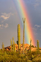Mexican giant cardon cactus (Pachycereus pringlei) and Boojum tree (Fouquieria columnaris) in Sonoran Desert, rainbow in background. Catavina, Valle de los Cirios Reserve, Baja California, Mexico.