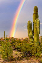 Rainbow over Mexican giant cardon cactus (Pachycereus pringlei) in Sonoran Desert. Catavina, Valle de los Cirios Reserve, Baja California, Mexico.