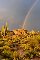 Rainbow over Sonoran Desert with Mexican giant cardon cactus (Pachycereus pringlei). Catavina, Valle de los Cirios Reserve, Baja California, Mexico.