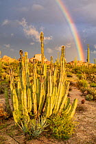 Mexican giant cardon cactus (Pachycereus pringlei) in Sonoran Desert in stormy light, rainbow overhead. Catavina, Valle de los Cirios Reserve, Baja California, Mexico.