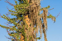 Boojum tree (Fouquieria columnaris) with Menzies&#39; cartilage lichen (Ramalina menziesii) hanging from branches. Near Bahia de Los Angeles, Baja California, Mexico.