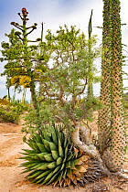 Coastal century (Agave shawii), Baja elephant tree (Pachycormus discolor) and Boojum tree (Fouquieria columnaris) in Sonoran Desert. Near Bahia de Los Angeles, Baja California, Mexico.