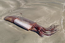 Humboldt squid (Dosidicus gigas), dead washed up on beach. Baja California, Mexico.