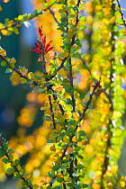 Ocotillo (Fouquieria splendens). Sierra de San Francisco, El Vizcaino Biosphere Reserve, Baja California, Mexico.