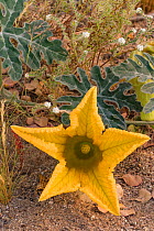Coyote melon (Cucurbita cordata) flower. Baja California, Mexico.