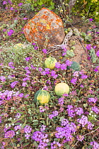 Coyote melon (Cucurbita cordata) fruits amongst flowering Desert sand verbena (Abronia villosa). Catavina, Valle de los Cirios Reserve, Baja California, Mexico.