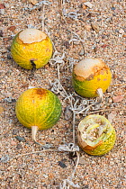 Coyote melon (Cucurbita cordata) fruits with bite marks. Catavina, Valle de los Cirios Reserve, Baja California, Mexico.