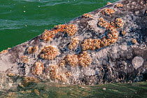 Barnacles (Cirripedia) and Whale lice (Cyamidae) on skin of Grey whale (Eschrichtius robustus). San Ignacio Lagoon, Baja California Sur, Mexico.