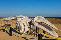 Grey whale (Eschrichtius robustus) skeleton exhibit. Ojo de Liebre Lagoon, Guerrero Negro, Baja California Sur, Mexico. 2007.