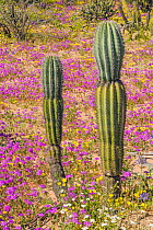 Mexican giant cardon cactus (Pachycereus pringlei) amongst Desert sand verbena (Abronia villosa) during spring super bloom. Northern Baja, Mexico.