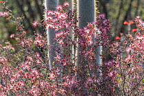 Pink fairy duster (Calliandra eriophylla) growing amongst cacti. Lower Colorado Desert, Northern Baja, Mexico.