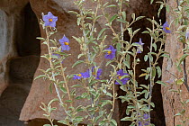 Sonoran stegnosperma (Stegnosperma halimifolium). Catavina, Valle de los Cirios Reserve, Baja California, Mexico.