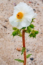 Prickly poppy (Argemone munita). Catavina, Valle de los Cirios Reserve, Baja California, Mexico.