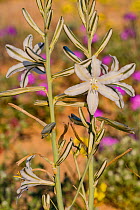 Desert lily (Hesperocallis undulata). Lower Colorado Desert, Northern Baja, Mexico.
