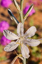 Desert lily (Hesperocallis undulata) close up of flower, Lower Colorado Desert, Northern Baja, Mexico.