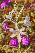 Desert lily (Hesperocallis undulata). Lower Colorado Desert, Northern Baja, Mexico.