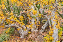 Pitahaya agria cactus (Stenocereus gummosus) growing through branches of Baja elephant tree (Bursera microphylla). Leaves of tree turning yellow in drought. Near Bahia de Los Angeles, Baja California,...