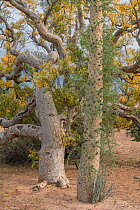 Boojum tree (Fouquieria columnaris) beside Baja elephant tree (Pachycormus discolor) with leaves turning yellow in drought. El Vizcaino Biosphere Reserve, Baja California Sur, Mexico.