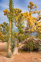 Baja elephant tree (Pachycormus discolor) with leaves turning yellow in drought, next to Boojum tree (Fouquieria columnaris). El Vizcaino Biosphere Reserve, Baja California Sur, Mexico.