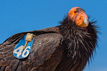 California condor (Gymnogyps californianus) with tag and radio transmitter, portrait. Near San Pedro Martir National Park, Northern Baja California, Mexico. 2017.