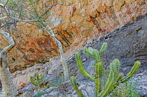 Pictographs depicting people with hands in air, cacti in foreground. Cueva La Pintada cave paintings, Sierra de San Francisco, El Vizcaino Biosphere Reserve, Baja California Sur, Mexico. 2020.