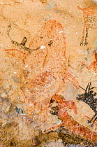 Pictographs depicting Whale, Sheep, Deer / Antelope and people. Cueva La Pintada cave paintings, Sierra de San Francisco, El Vizcaino Biosphere Reserve, Baja California Sur, Mexico. 2020.