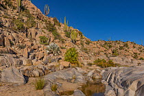 Freshwater pool in Sonoran Desert, close to location of cave paintings. Near Catavina, Valle de los Cirios Reserve, Baja California, Mexico. 2013.