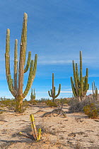 Mexican giant cardon (Pachycereus pringlei) cacti in Sonoran Desert. Valley of the Giants, San Felipe, Baja California, Mexico. 2020.