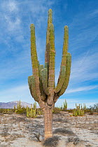 Mexican giant cardon cactus (Pachycereus pringlei) in Sonoran Desert. Valley of the Giants, San Felipe, Baja California, Mexico. 2020.