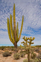 Cholla cactus (Cylindropuntia sp) and Mexican giant cardon cactus (Pachycereus pringlei) in Sonoran Desert. Catavina, Valle de los Cirios Reserve, Baja California, Mexico. 2013.