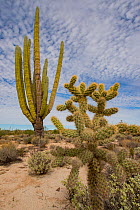 Cholla (Cylindropuntia sp) and Mexican giant cardon (Pachycereus pringlei) cacti in Sonoran Desert. Catavina, Valle de los Cirios Reserve, Baja California, Mexico. 2013.