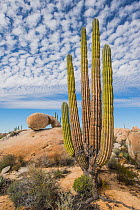 Mexican giant cardon cactus (Pachycereus pringlei) growing amongst rocks. Catavina, Valle de los Cirios Reserve, Baja California, Mexico. 2013.