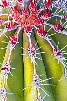 Mexican giant cardon cactus (Pachycereus pringlei), close up of spines. Valley of the Giants, San Felipe, Baja California, Mexico.
