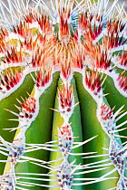 Mexican giant cardon cactus (Pachycereus pringlei). Valley of the Giants, San Felipe, Baja California, Mexico.