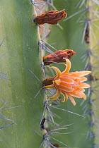 Senita cactus (Pachycereus schottii) flowering in early morning. Baja California, Mexico. March.