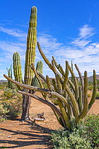 Pitahaya agria (Stenocereus gummosus) and Mexican giant cardon cactus (Pachycereus pringlei) in Sonoran Desert. Near Bahia de Los Angeles, Baja California Sur, Mexico.