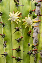 Candelabra cactus (Myrtillocactus cochal) with flowers, near Mission San Borja, Central Baja California, Mexico. March.