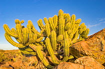 Garambullo cactus (Myrtillocactus geometrizans) amongst rocks. Sierra de San Francisco, Baja California, Mexico.