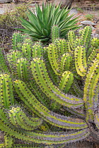 Garambullo (Myrtillocactus geometrizans) cactus, Agave (Agave sp) in background. Central Baja California, Mexico.