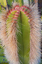 Senita cactus (Pachycereus schottii). Baja California, Mexico.