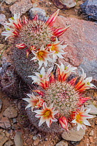 Strawberry cactus (Mammillaria dioica) flowering, Central Baja California, Mexico. March.