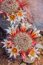 Strawberry cactus (Mammillaria dioica) flowering. Central Baja California, Mexico. March.