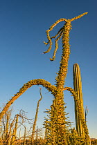 Boojum tree (Fouquieria columnaris) in Sonoran Desert. Catavina, Valle de los Cirios Reserve, Baja California, Mexico. 2013.