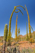 Boojum tree (Fouquieria columnaris) plants in Sonoran Desert, leaves turning yellow in drought, hills in background. Near Bahia de Los Angeles, Baja California, Mexico. 2017.