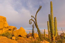 Boojum tree (Fouquieria columnaris) and Mexican giant cardon (Pachycereus pringlei) amongst rocks in Sonoran Desert, at sunset. Baja California, Mexico. 2017.