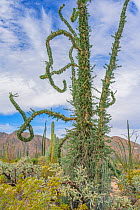 Boojum tree (Fouquieria columnaris) in Sonoran Desert. Near Bahia de Los Angeles, Baja California, Mexico.