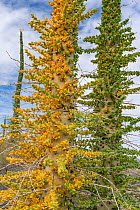 Boojum tree (Fouquieria columnaris) with leaves turning yellow in drought. Near Bahia de Los Angeles, Baja California, Mexico.