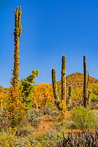 Boojum tree (Fouquieria columnaris) with leaves turning yellow in drought, alongside Mexican giant cardon (Pachycereus pringlei), in Sonoran Desert. Near Bahia de Los Angeles, Baja California, Mexico....