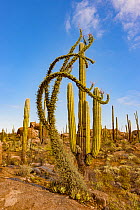 Boojum tree (Fouquieria columnaris) and Mexican giant cardon (Pachycereus pringlei) in Sonoran Desert. Catavina, Valle de los Cirios Reserve, Baja California, Mexico. 2013.